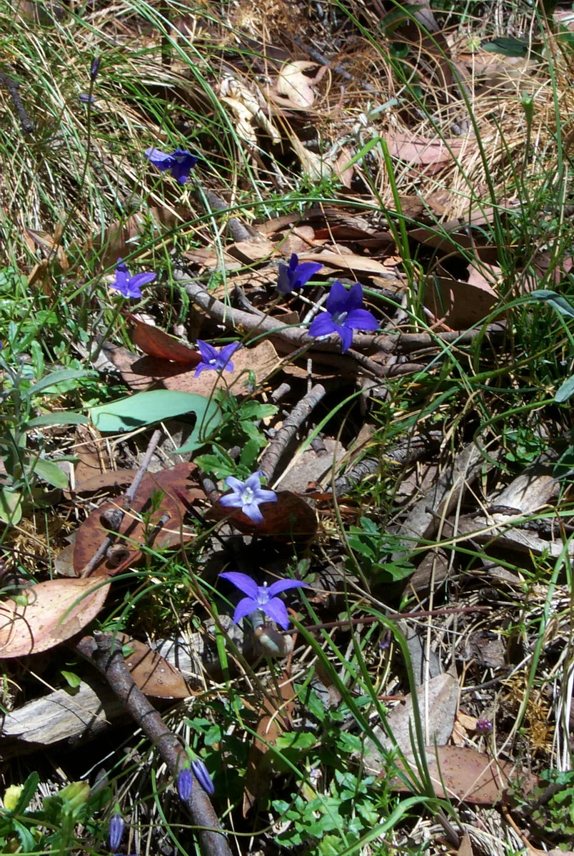 Australian Bluebell (Wahlenbergia gloriosa)