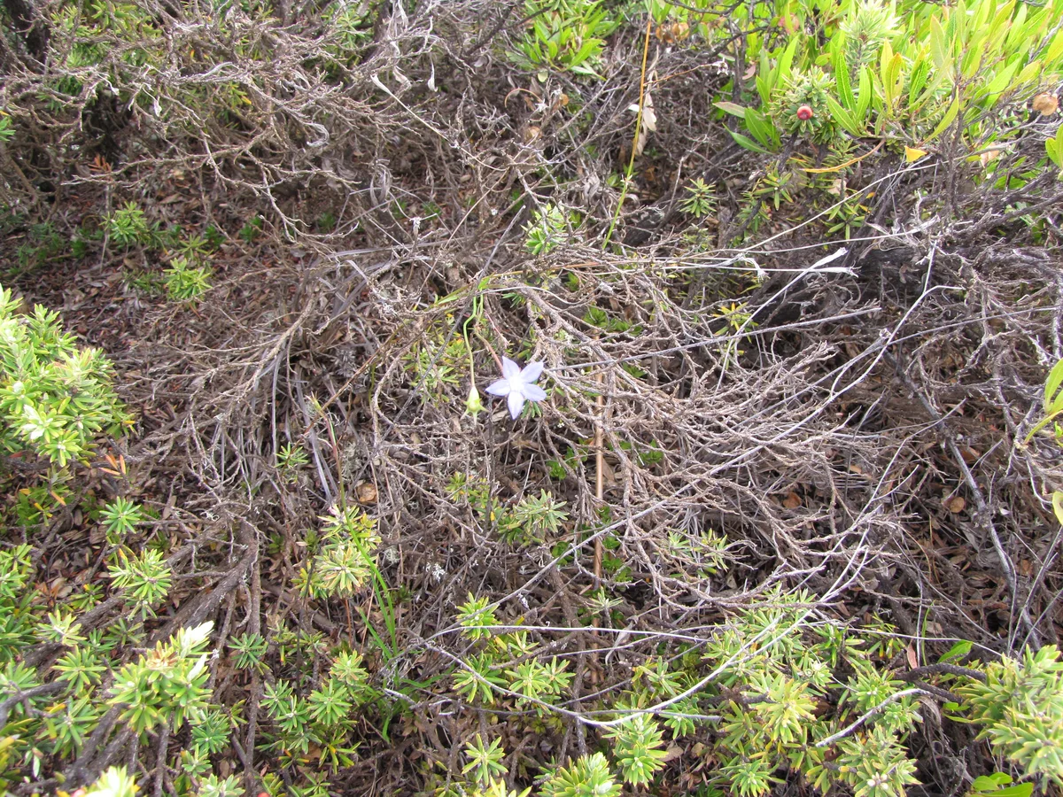 Sprawling Bluebell (Wahlenbergia gracilis)