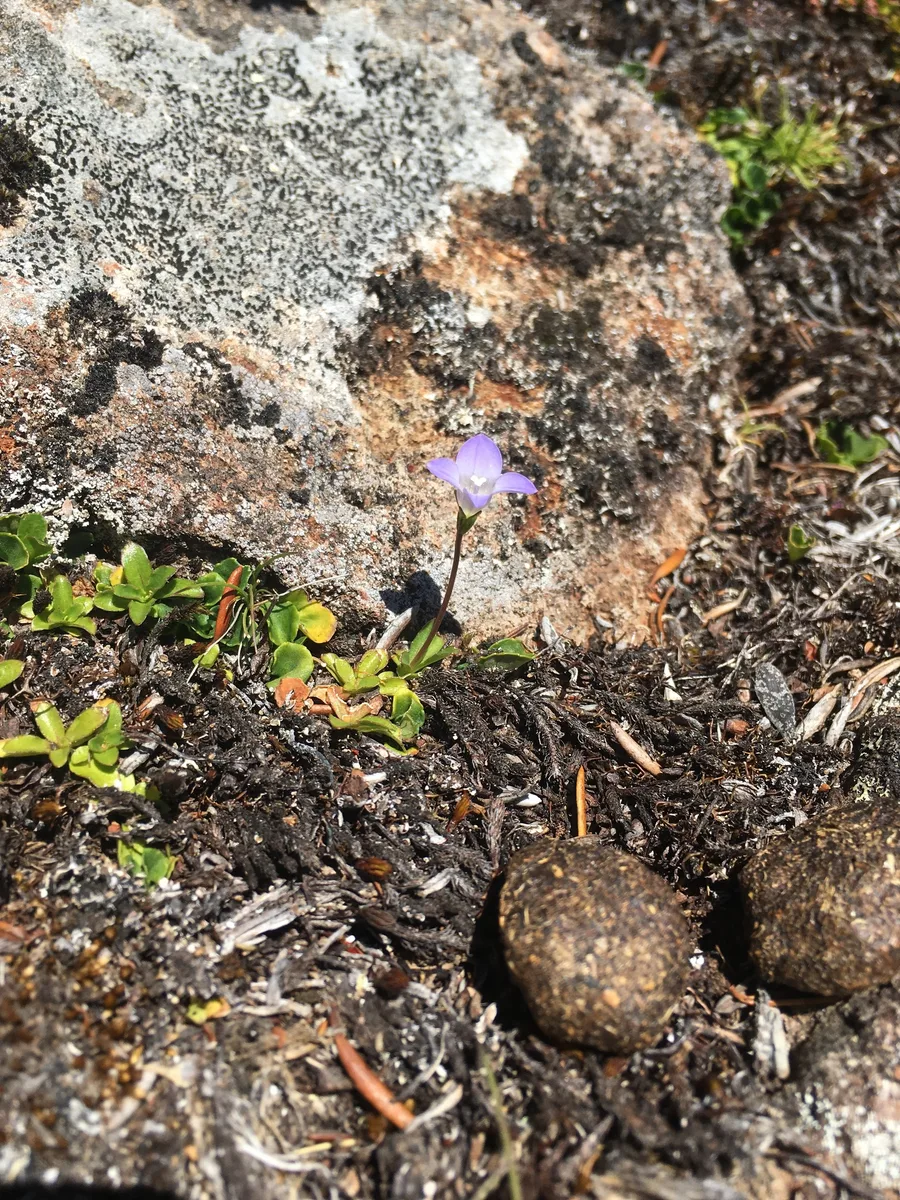 Rock Bluebell (Wahlenbergia saxicola)