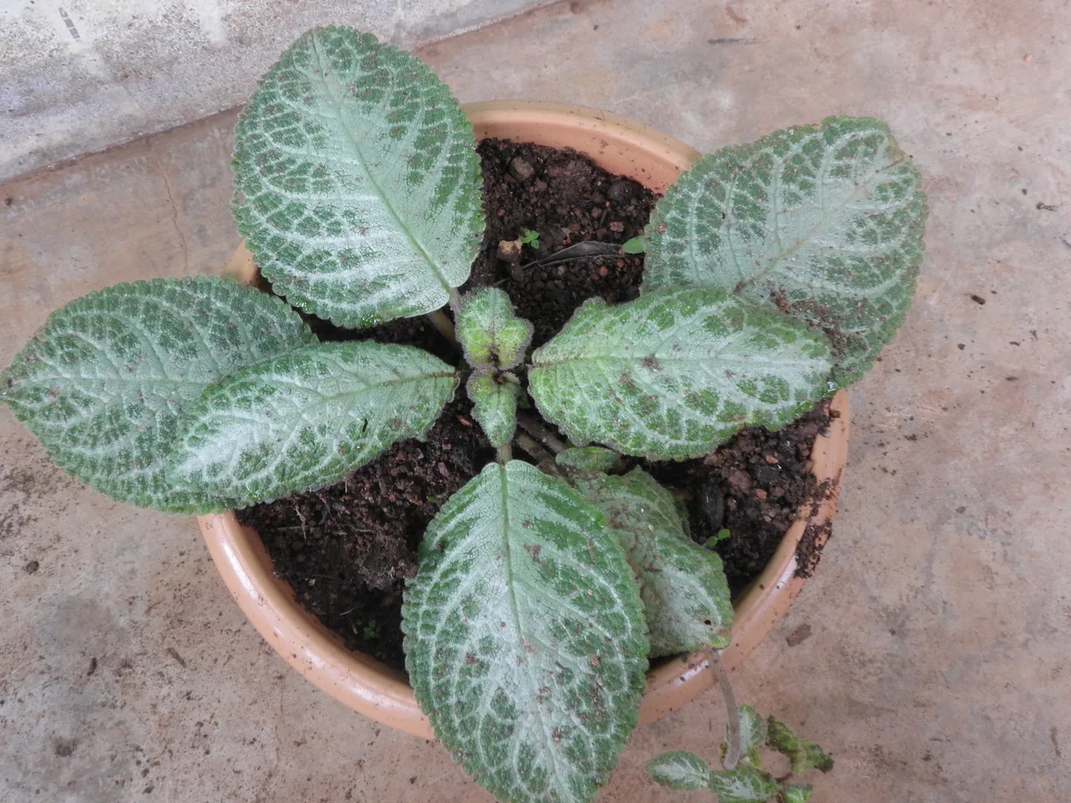 Silver Sheen (Pittosporum tenuifolium var. colensoi)