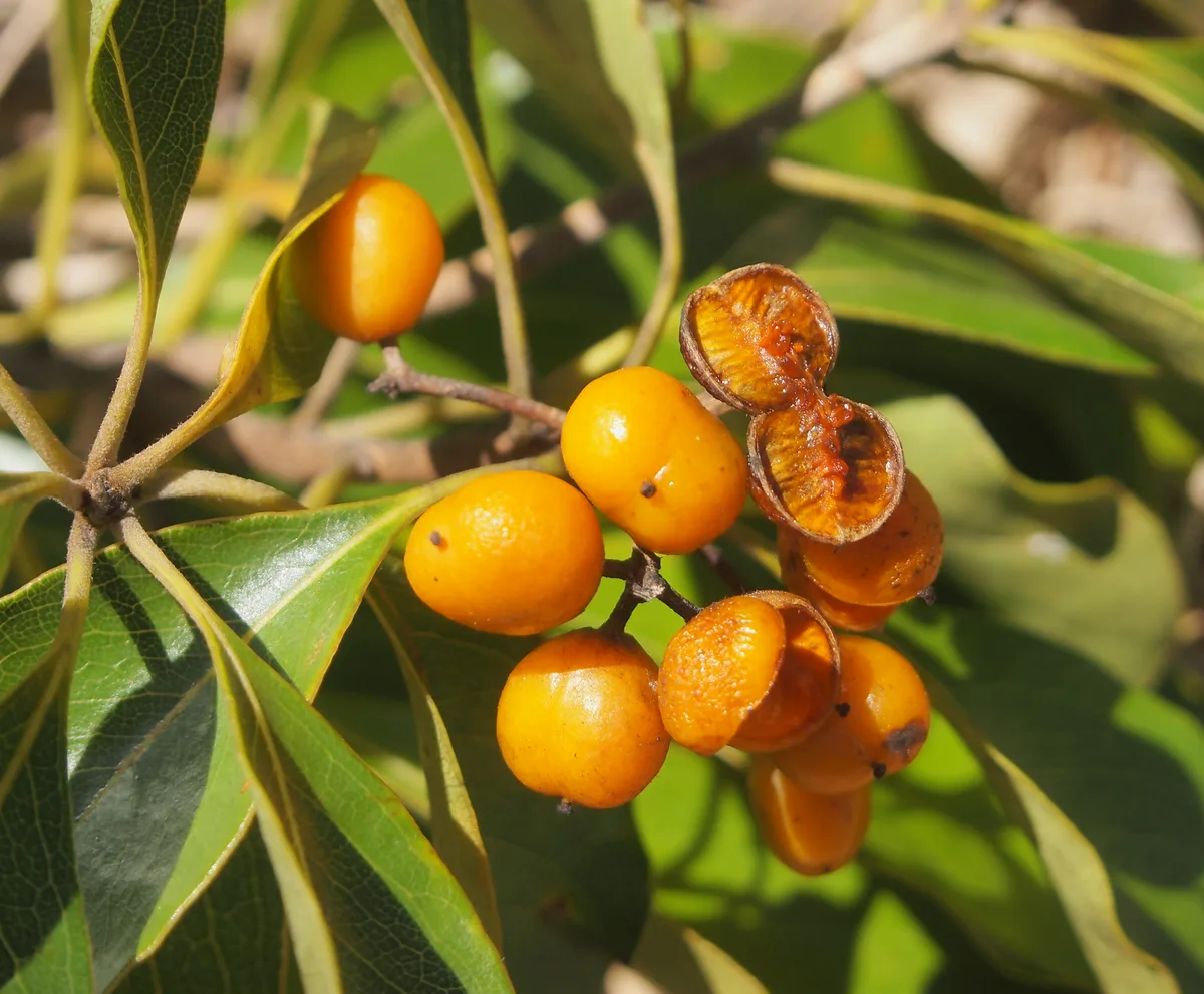 Queensland Pittosporum (Pittosporum ferrugineum)