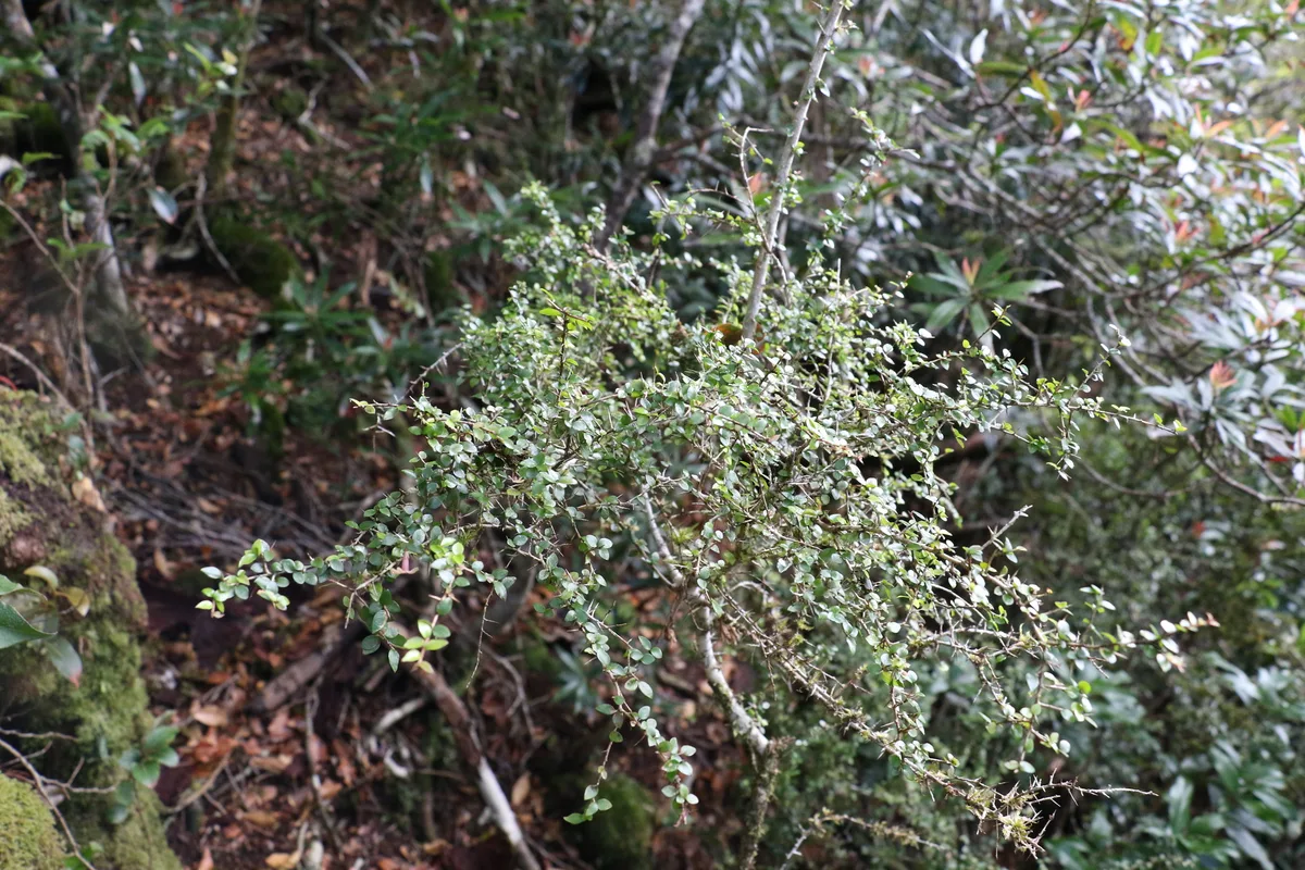 Mountain Pittosporum (Pittosporum oreillyanum)