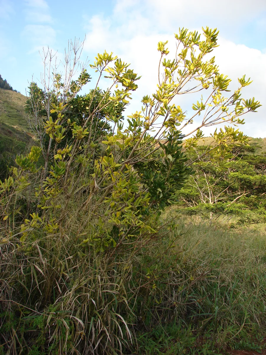 White Cape Pittosporum (Pittosporum viridiflorum var. viridiflorum)