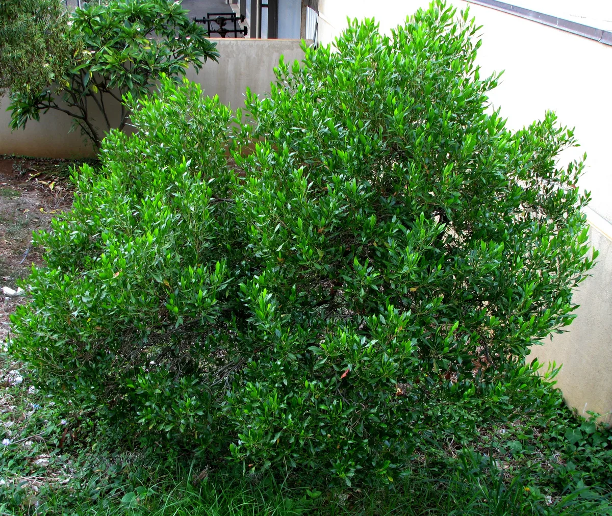 Purple Hopbush