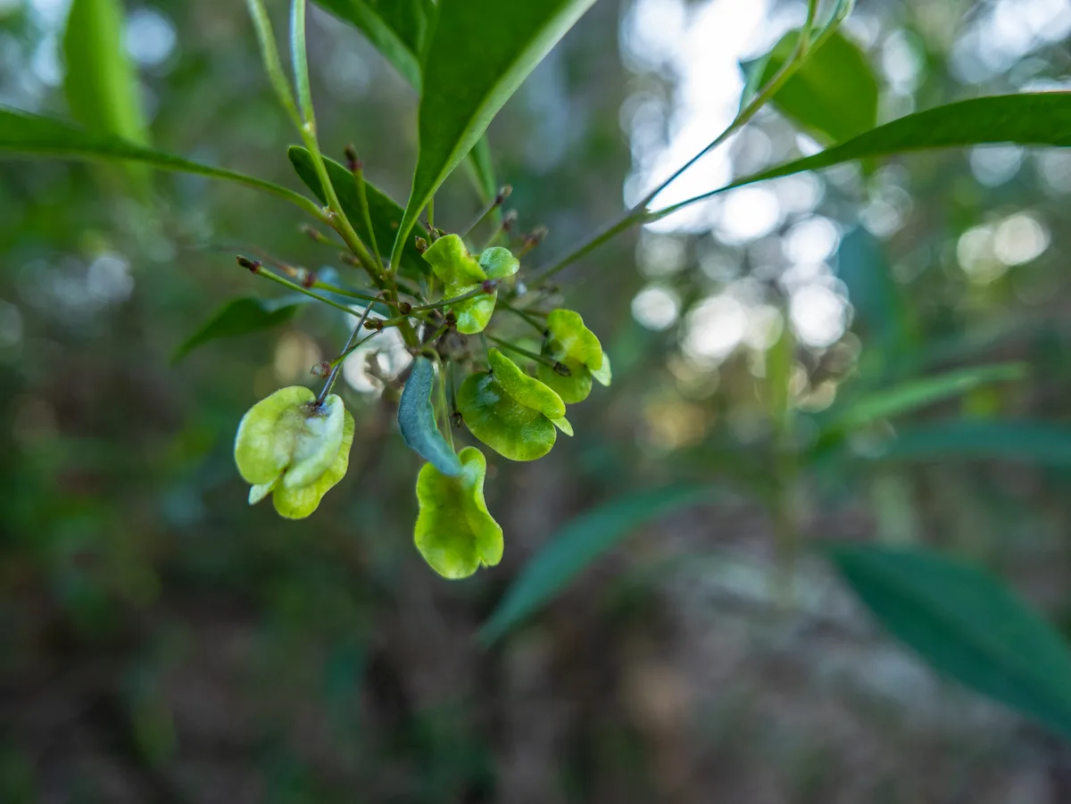Broadleaf Hopbush