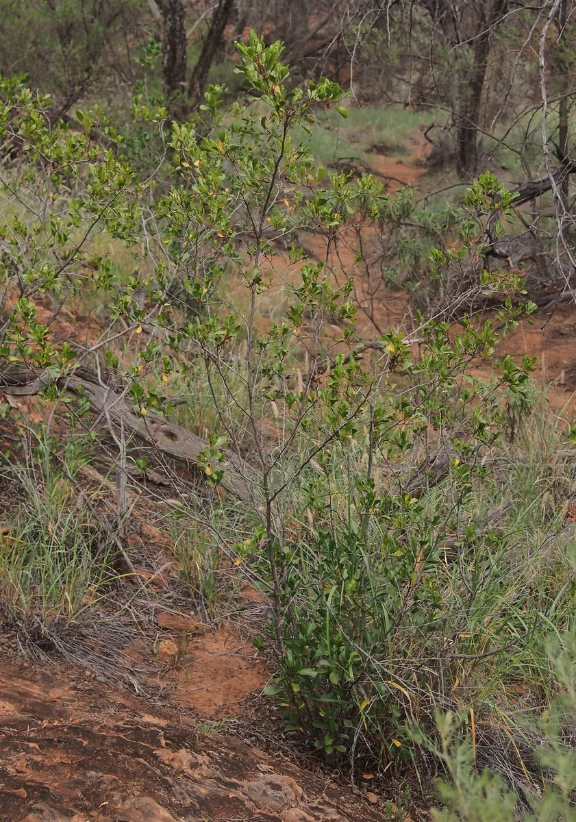 Narrowleaf Hopbush