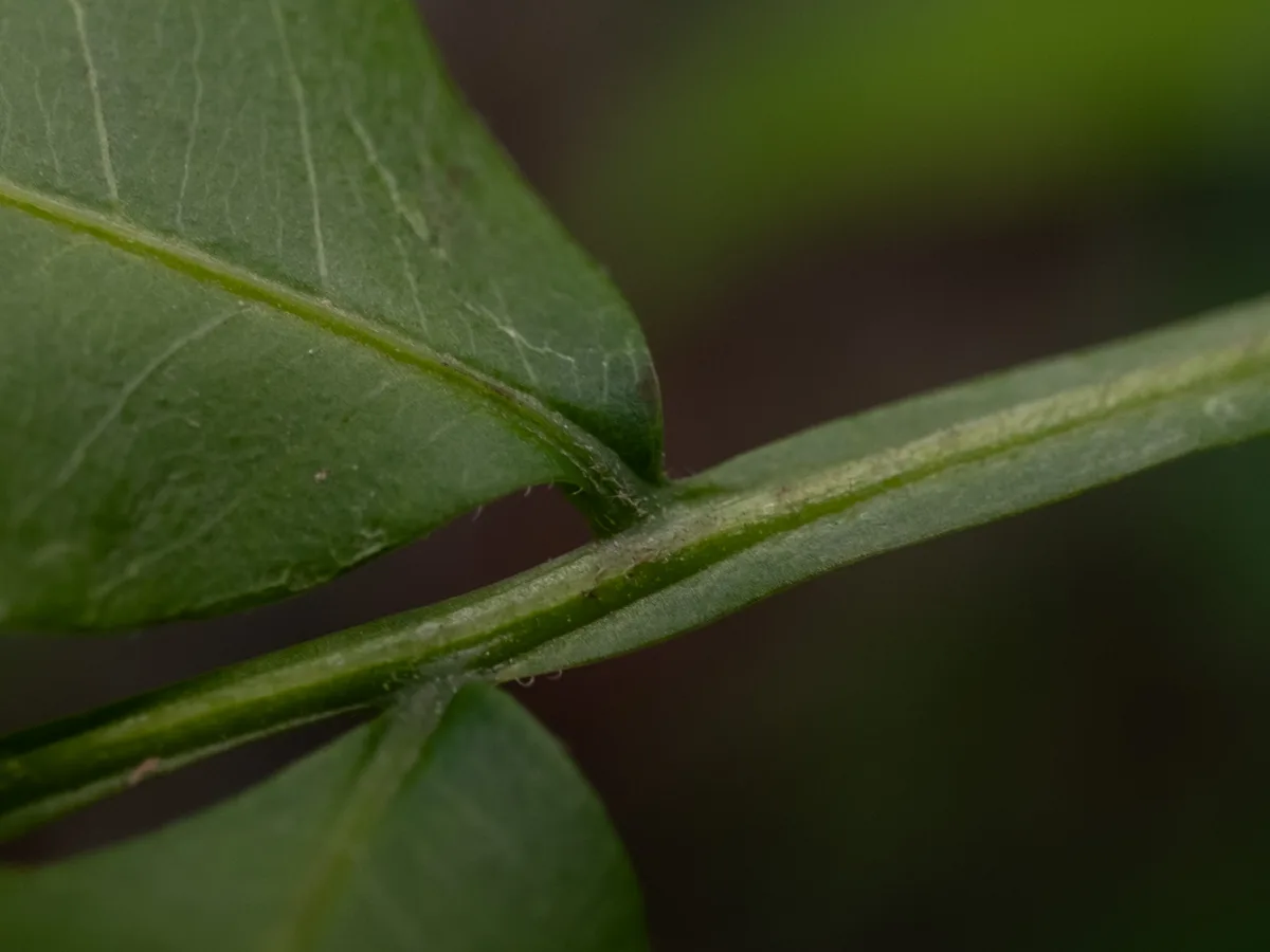 Florida Soapberry