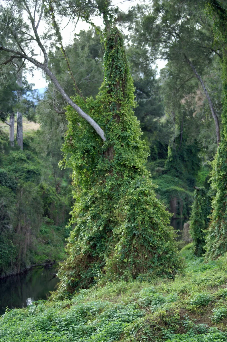 Large Balloon Vine (Cardiospermum grandiflorum)