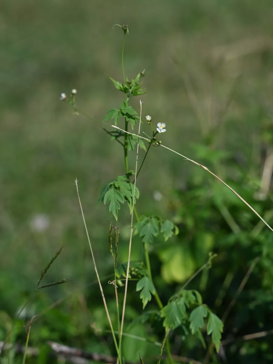 Small Balloon Vine (Cardiospermum microcarpum)