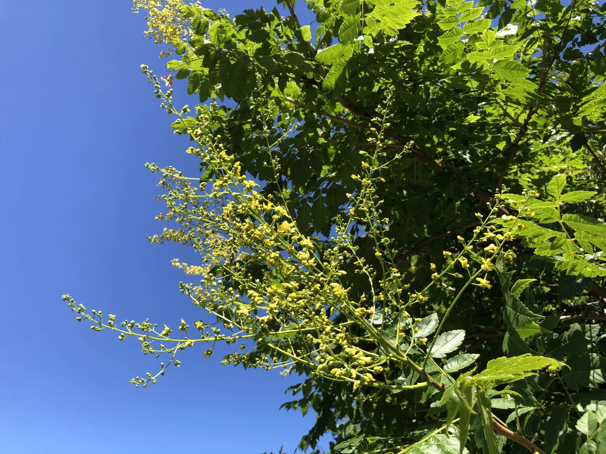 Golden Rain Tree (Koelreuteria paniculata)