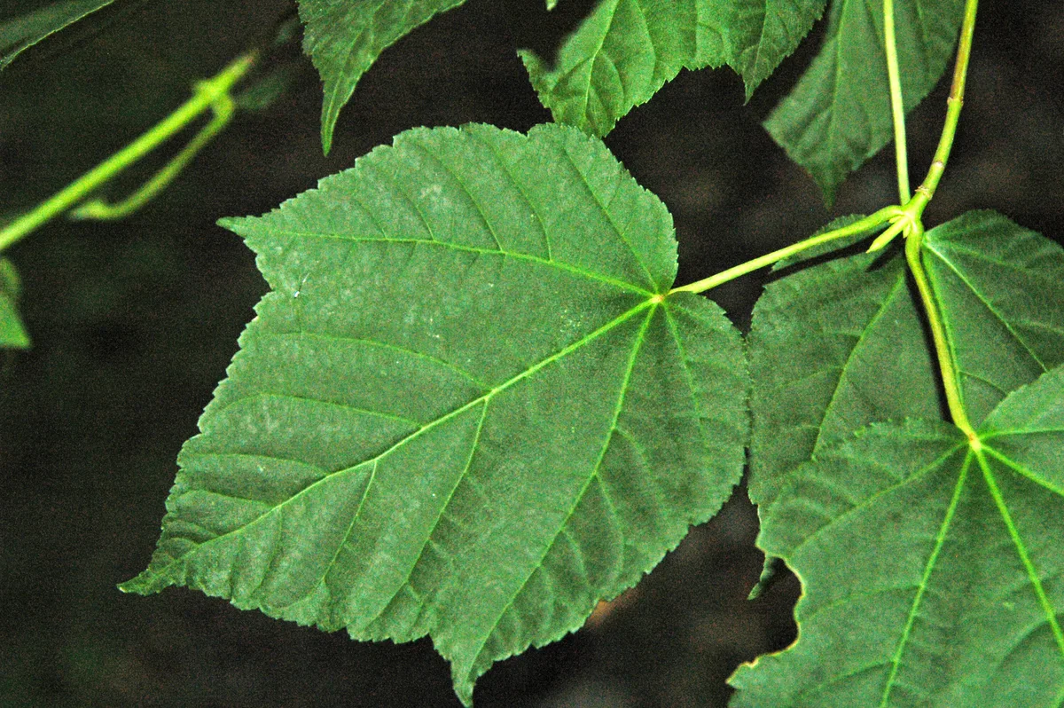 Snakebark Maple