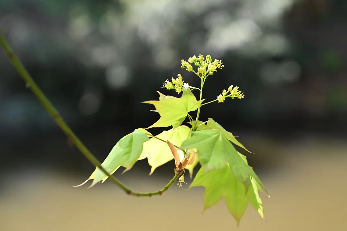 Capadocian Maple