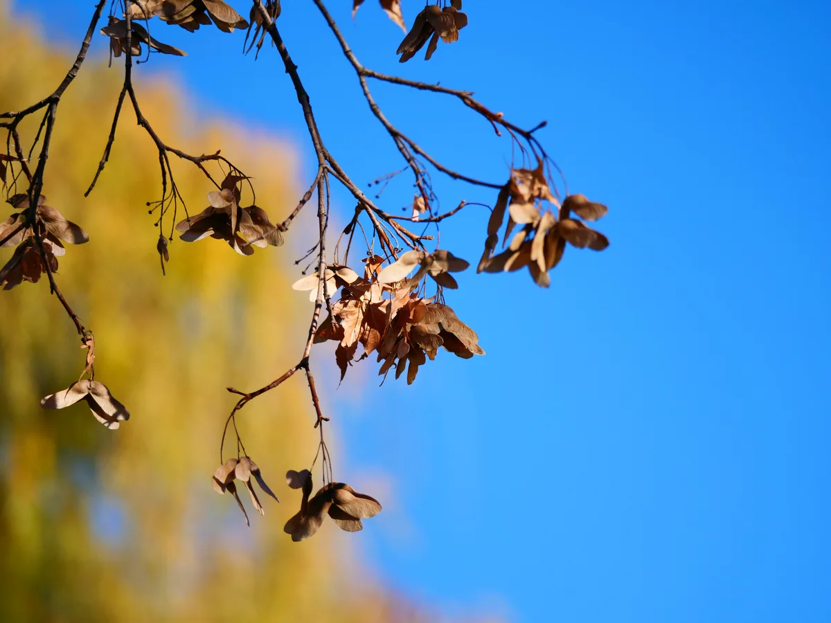 Painted Maple (Acer pictum)