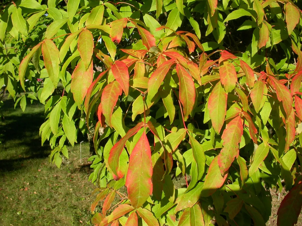 Three Flowered Maple (Acer triflorum)
