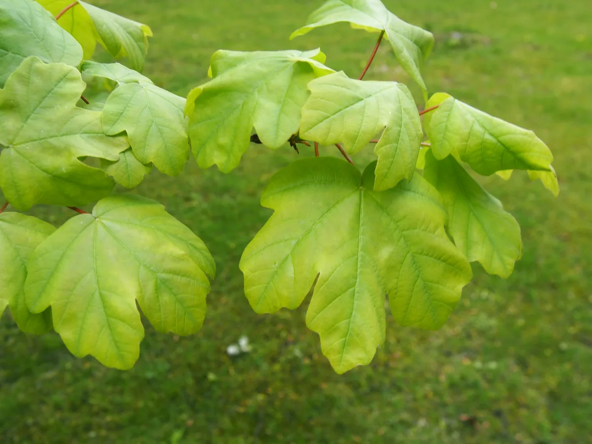 Chalk Maple (Acer leucoderme)