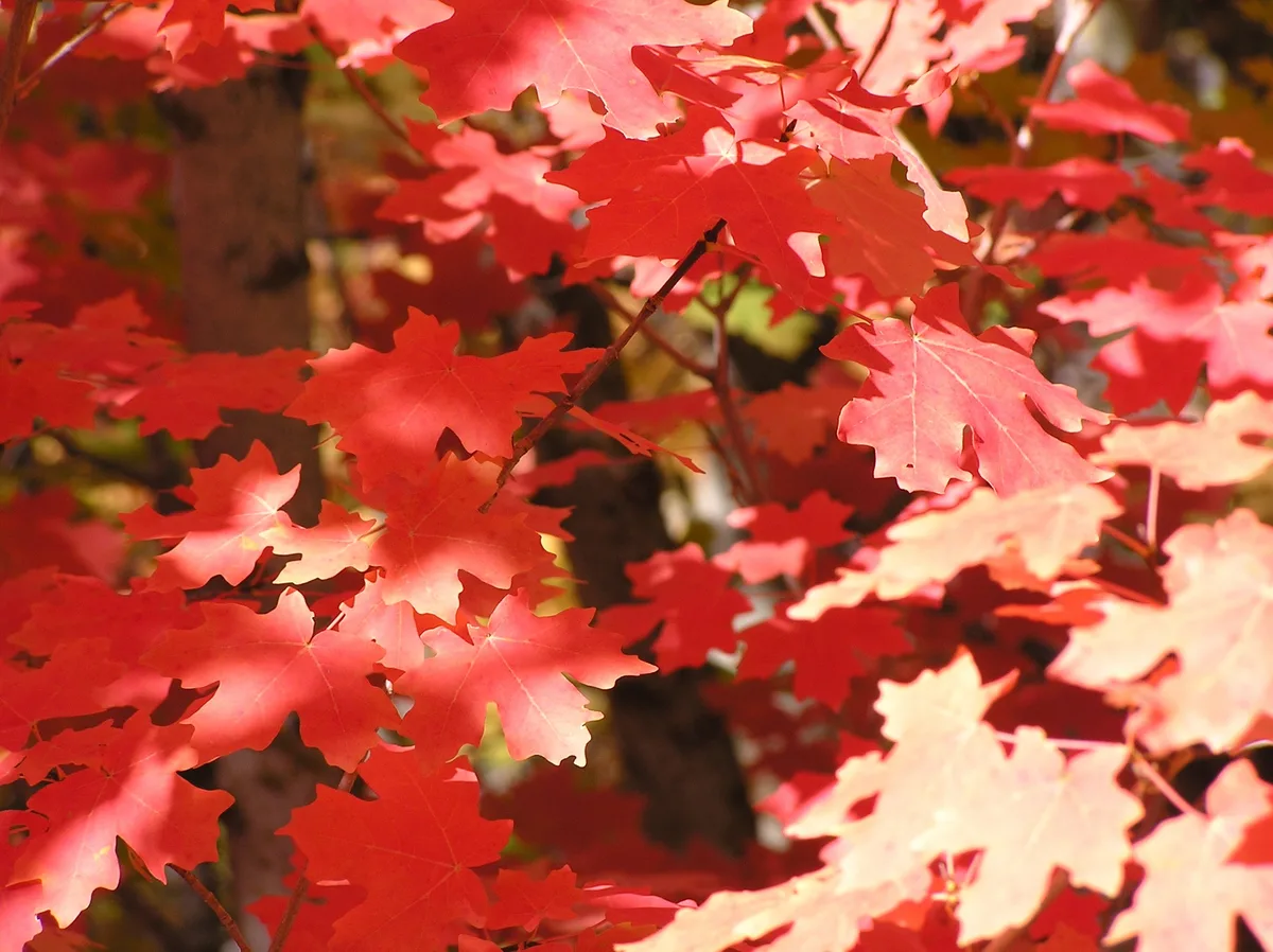 Canyon Maple