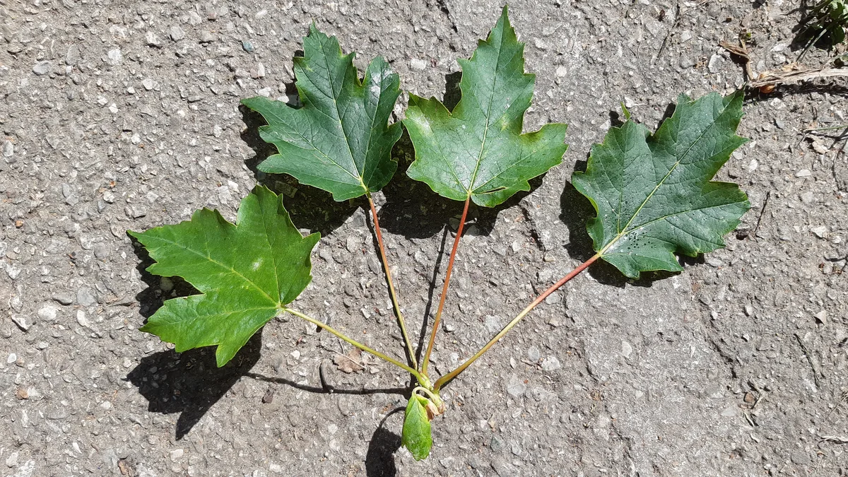 Italian Maple (Acer opalus)