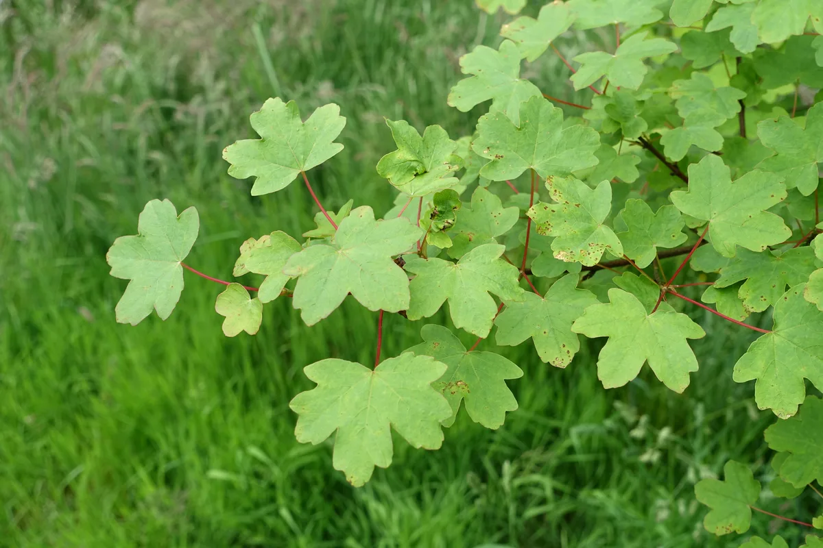 Balkan Maple (Acer hyrcanum)