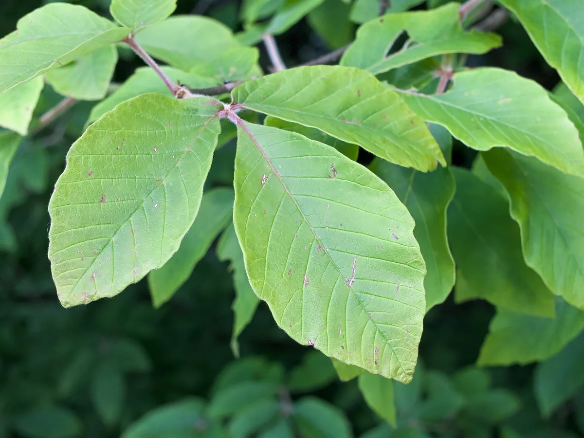 Chinese Paperbark Maple (Acer maximowiczianum)