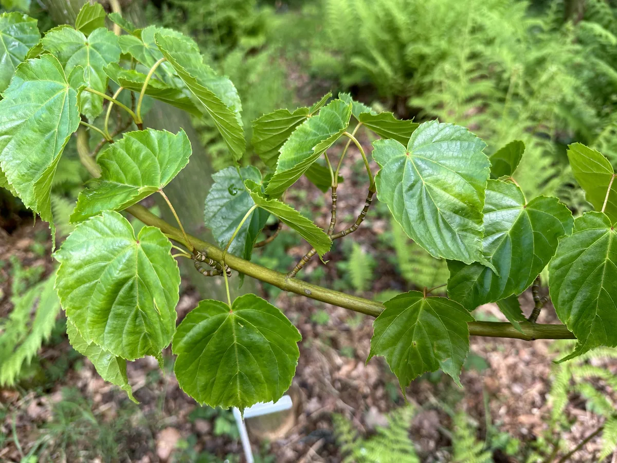 Taiwan Maple (Acer morrisonense)