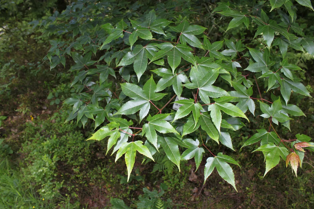 Chinese Maple (Acer sinense)