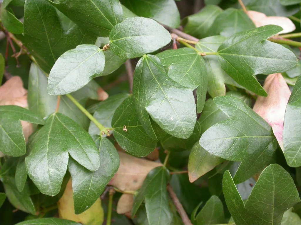 Evergreen Maple
