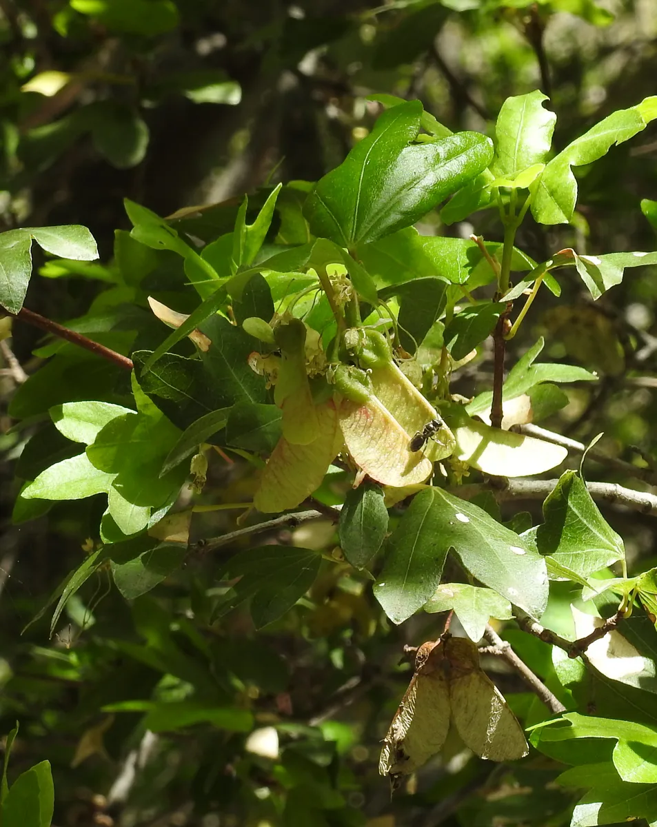 Cretan Maple