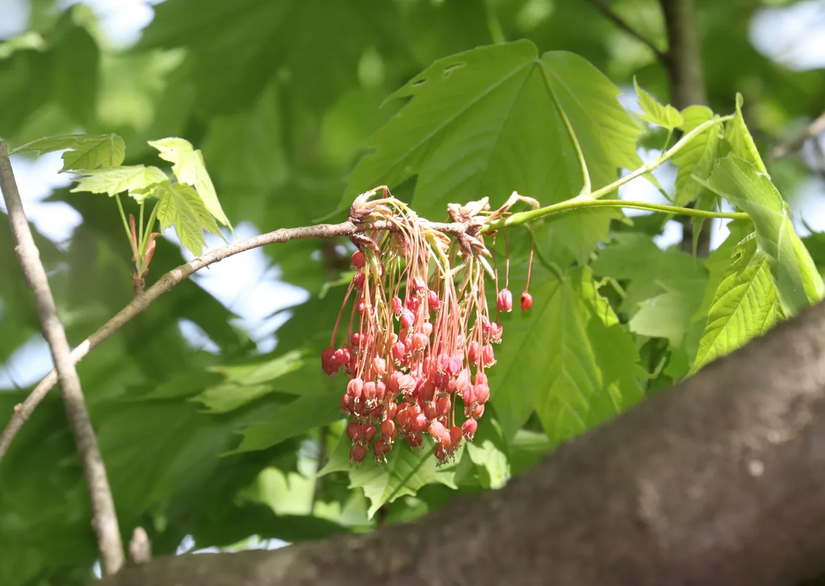 Devils Maple (Acer diabolicum)