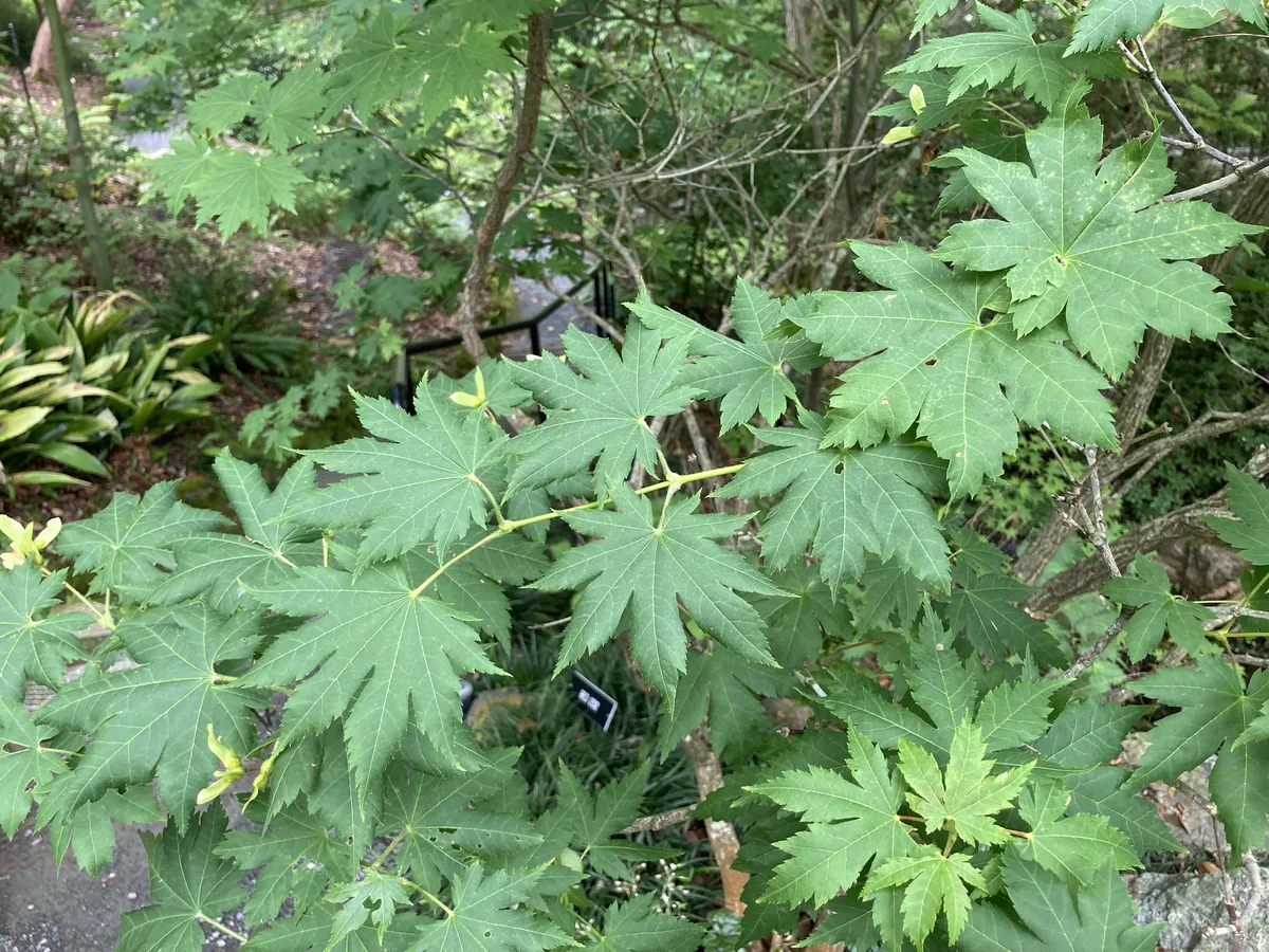 Purplebloom Maple