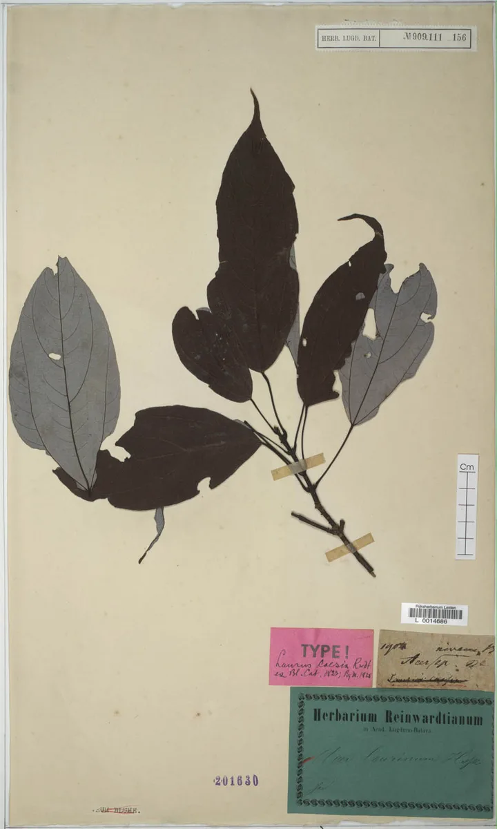 Eastern Maple (Acer laurinum)