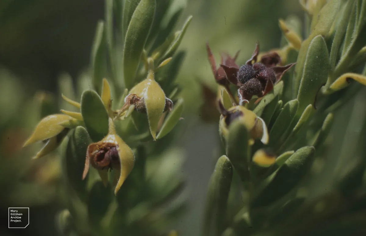 Bay Cedar (Suriana maritima var. maritima)