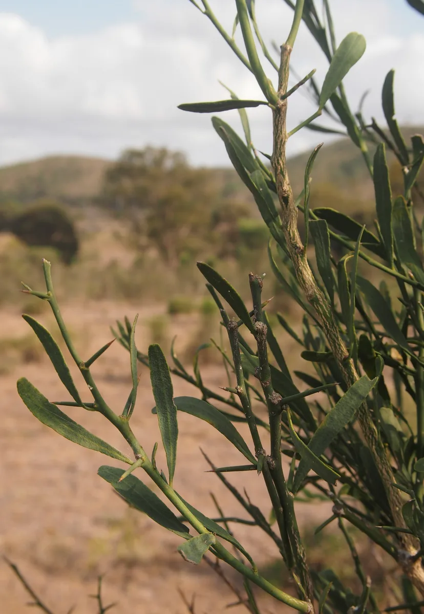 Australian Desert Lime