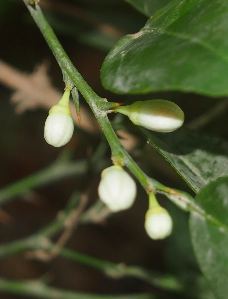 Round Lime