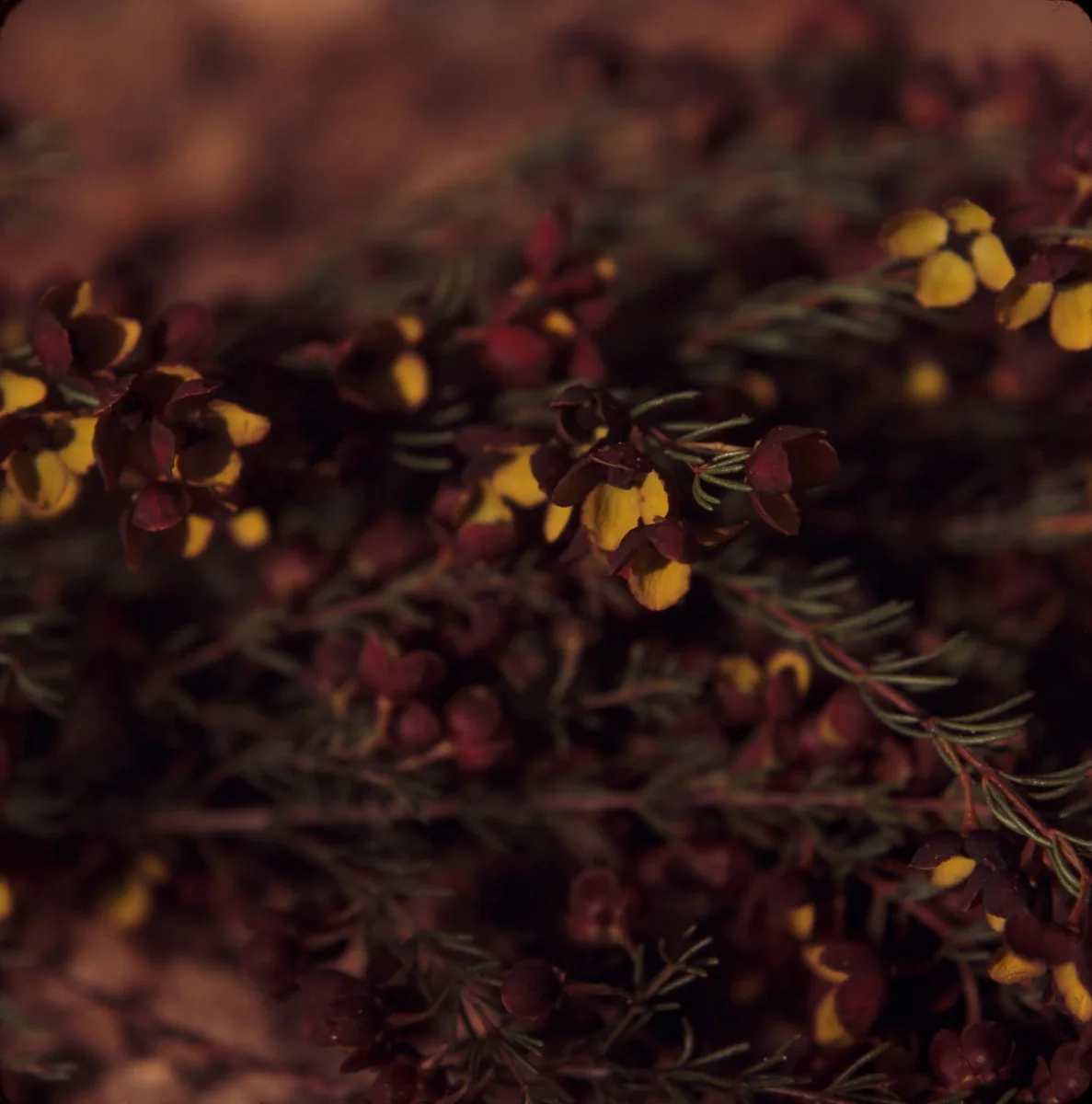Brown Boronia (Boronia megastigma var. megastigma)