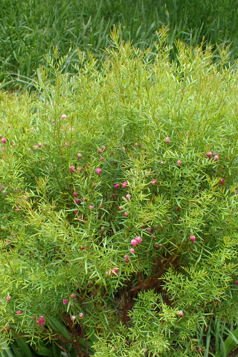 Red Boronia (Boronia heterophylla)
