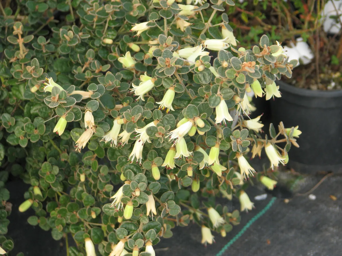 Native Fuchsia (Correa reflexa)