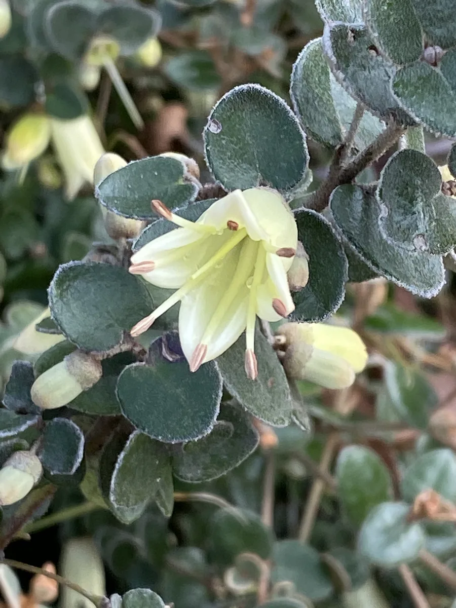 White Correa (Correa alba)