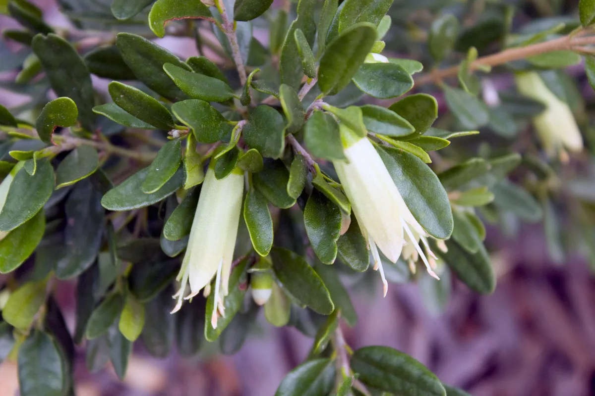 Green Correa
