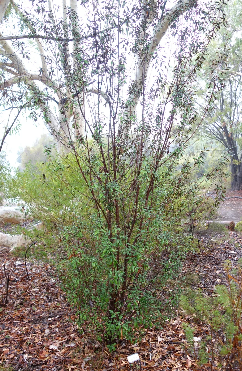 Mountain Correa (Correa lawrenceana)