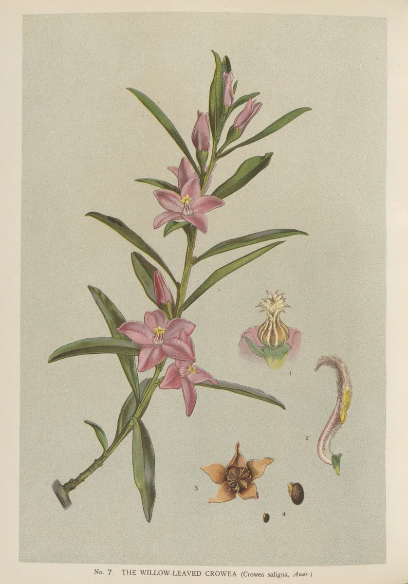 Waxflower Crowea