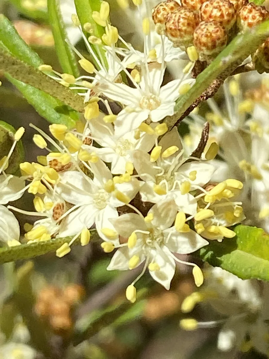 Common Phebalium (Phebalium squamulosum)