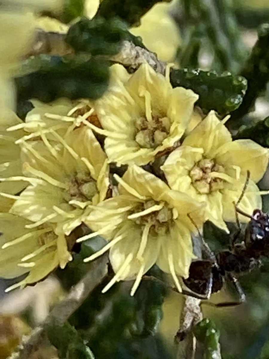 Golden Phebalium