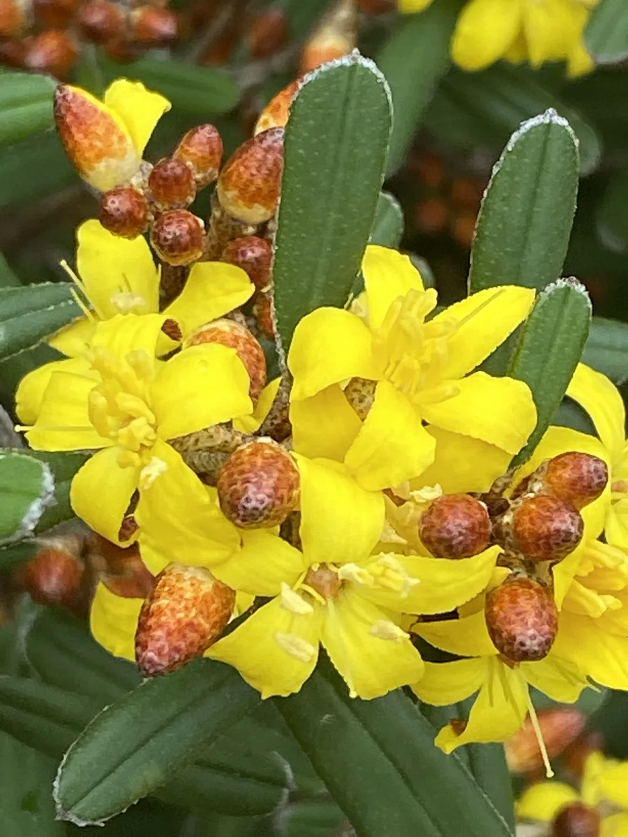 Woolly Phebalium (Phebalium whitei)