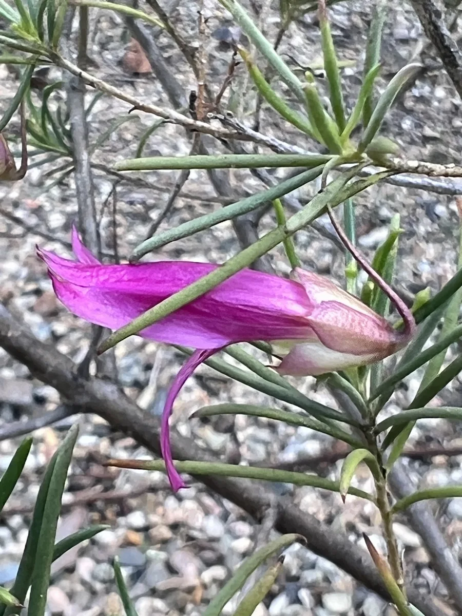 Desert Boronia (Eremophila alternifolia)
