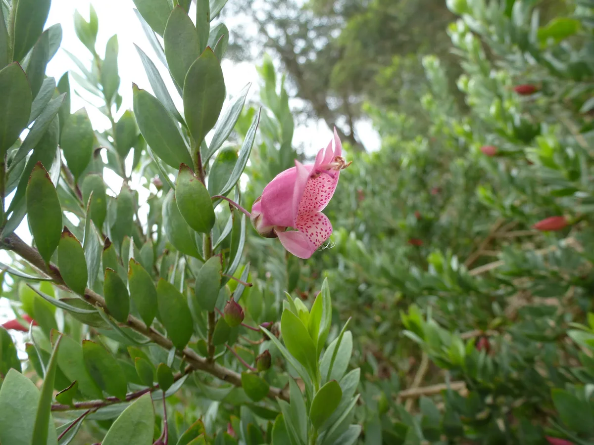 Emu Bush (Eremophila maculata)