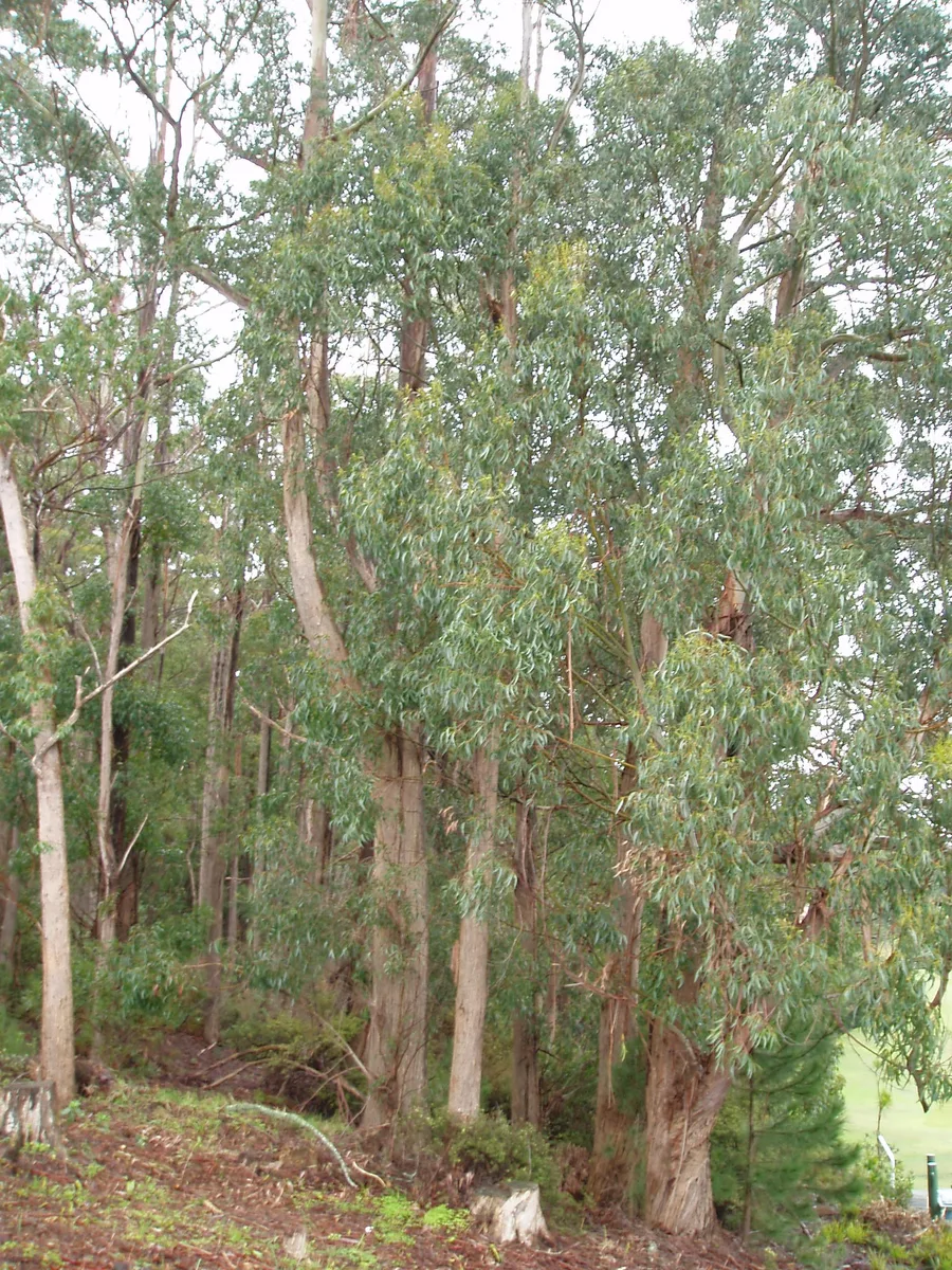 Brown Barrel (Eucalyptus fastigata)