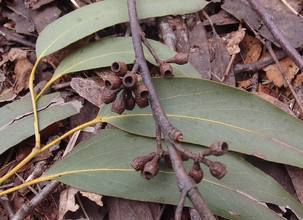 Alpine Ash