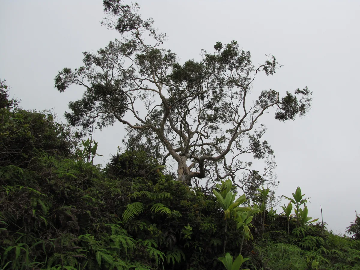 Paperbark Tea Tree (Melaleuca quinquenervia)