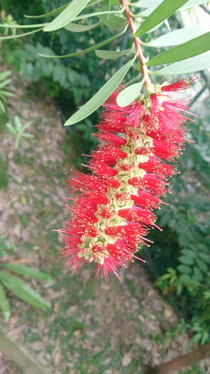 Weeping Bottlebrush (Melaleuca viminalis)