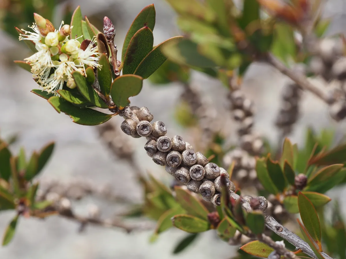 Lemon Bottlebrush (Melaleuca pallida)